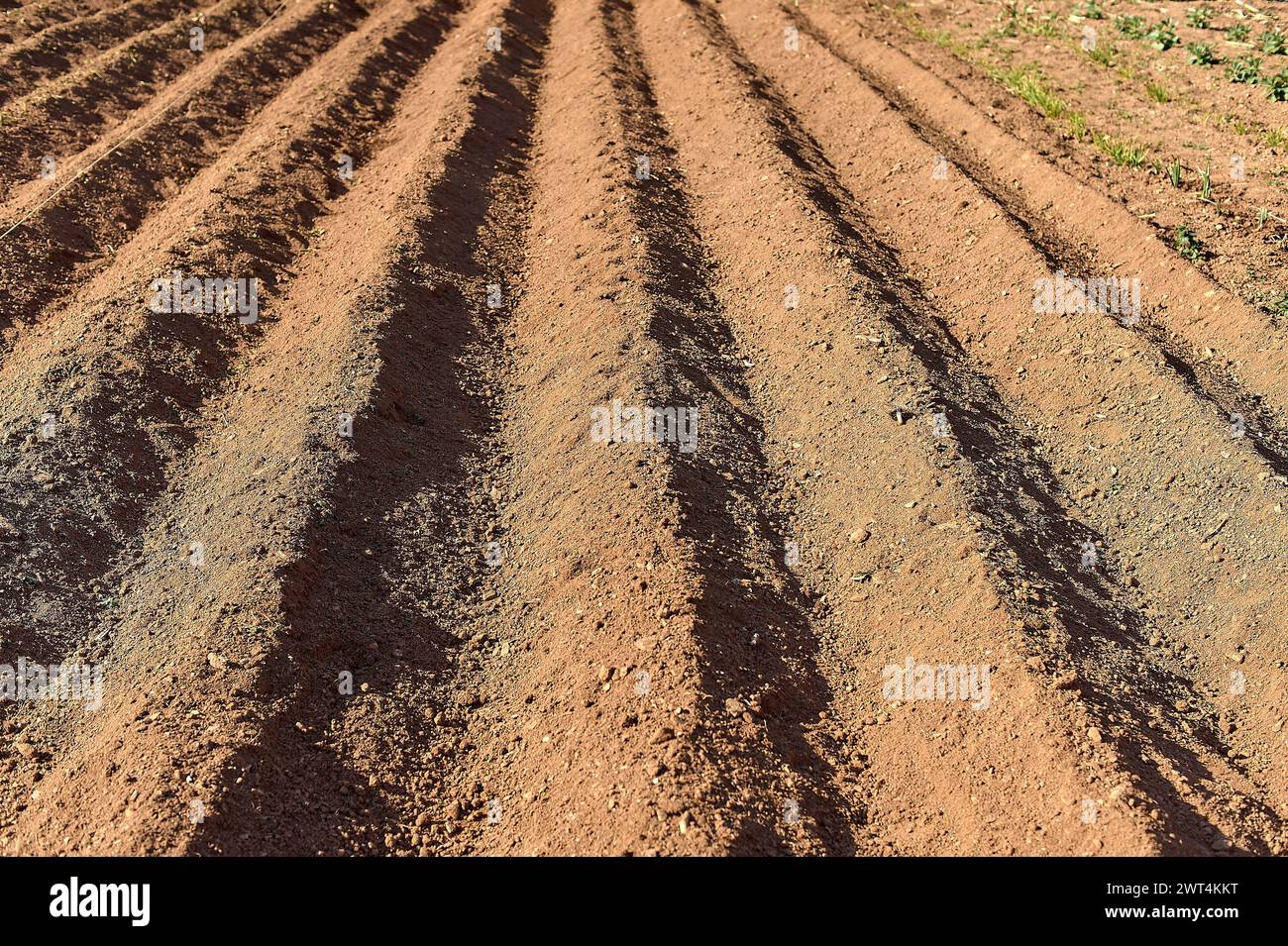 Blick auf ein trockenes und rissiges Feld, das den Wassermangel und die harten Dürrebedingungen beweist. Stockfoto