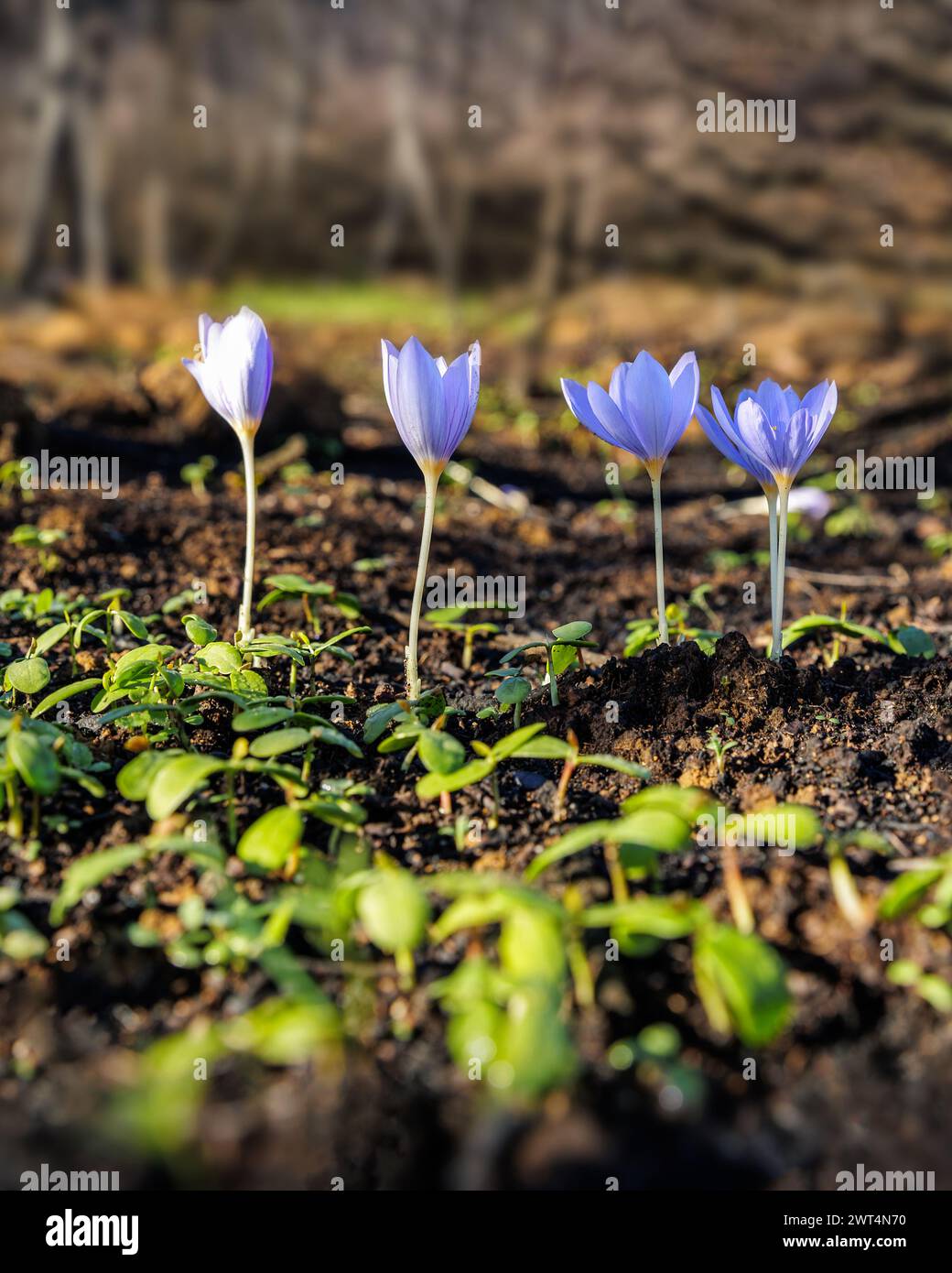 Crocus pulchellus oder haariger Krokus im frühen Frühling lila Blumenstrauß im Wald Stockfoto