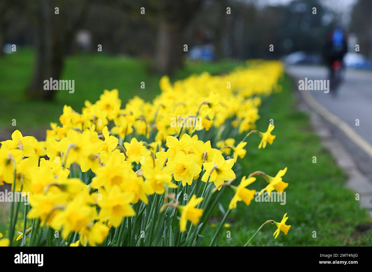 Narzissen blühen im Frühjahr auf Market Bosworth, Leicestershire, Vereinigtes Königreich Credit : DEBG Photography Stockfoto