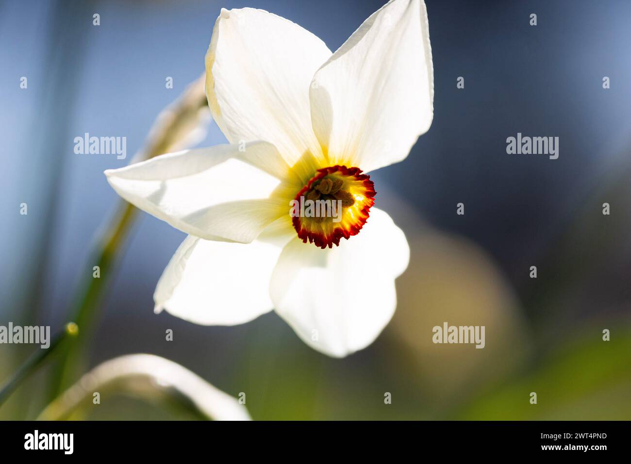 Eine weiße Narzissen mit einer orange-gelben Mitte im Peel Park. (Narcissus Actaea) Stockfoto