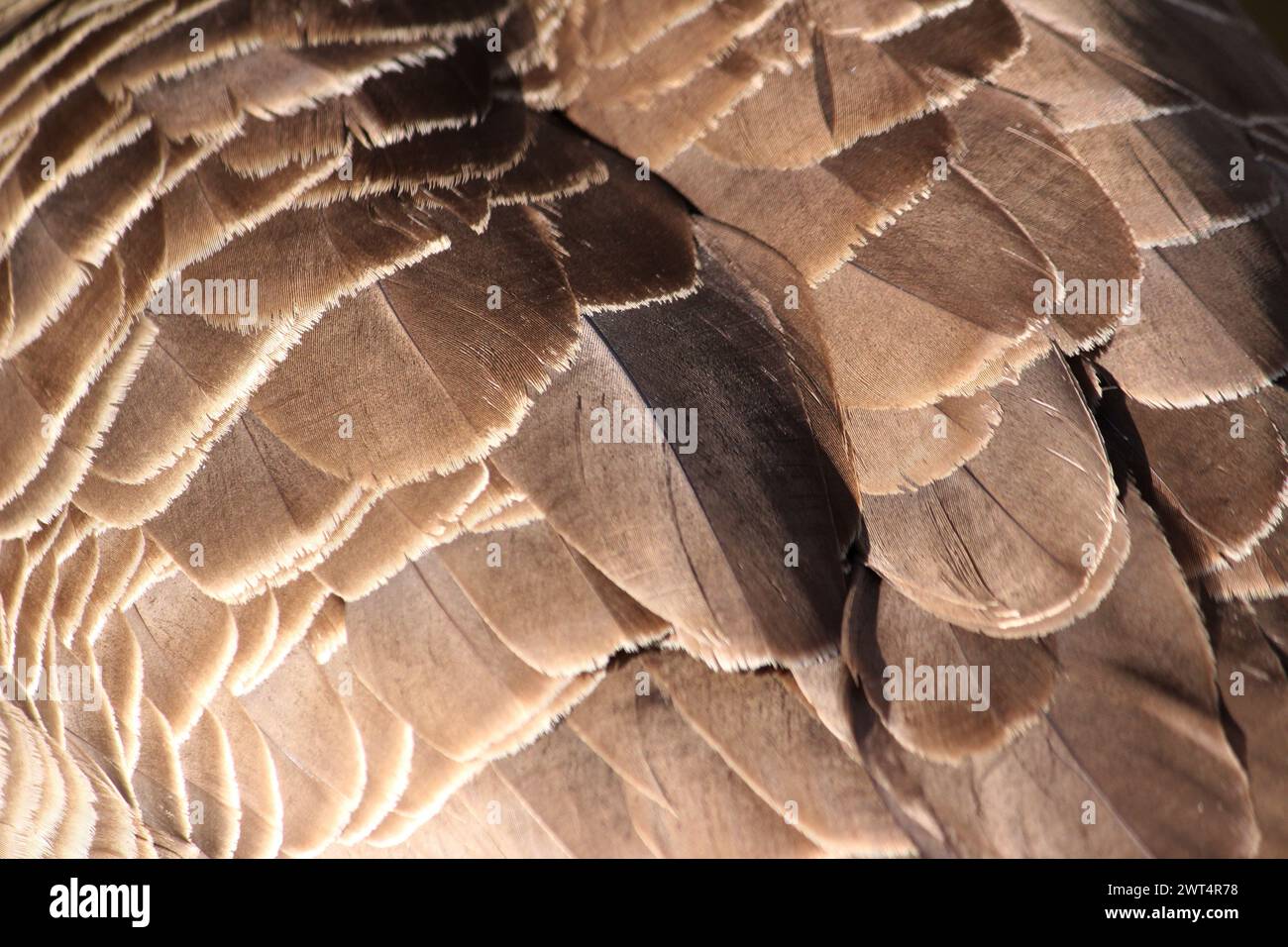 Rückenfedern einer Kanadischen Gans (Branta canadensis) Stockfoto