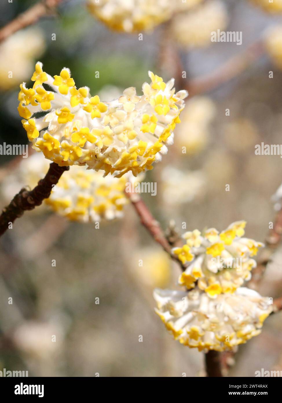 Edgeworthia chrysantha (Paperbush) Stockfoto