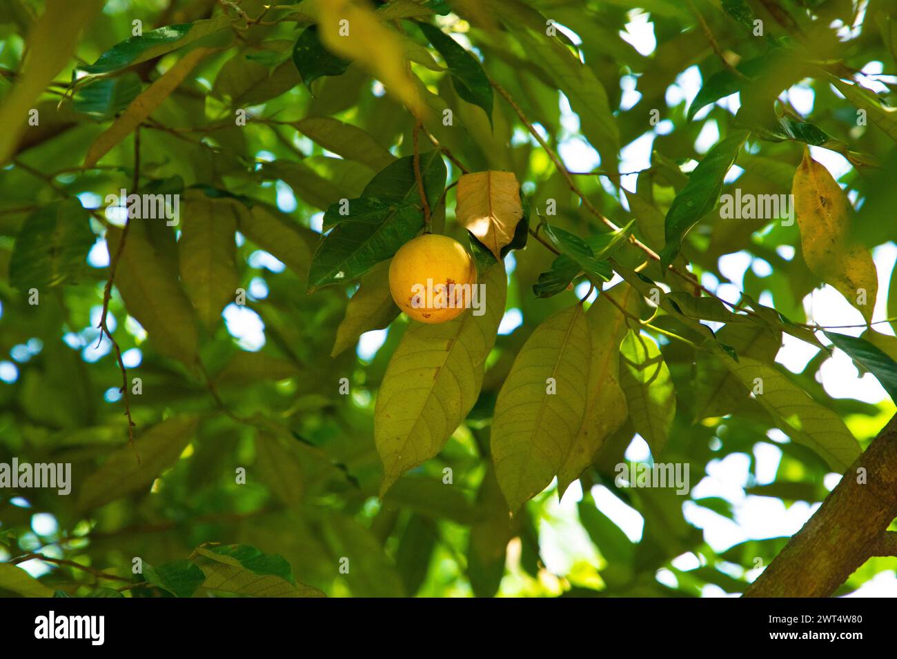 Muskatnuss hängt an einem Muskatbaum im Garten Sri Lankas. Grüner natürlicher Hintergrund Stockfoto