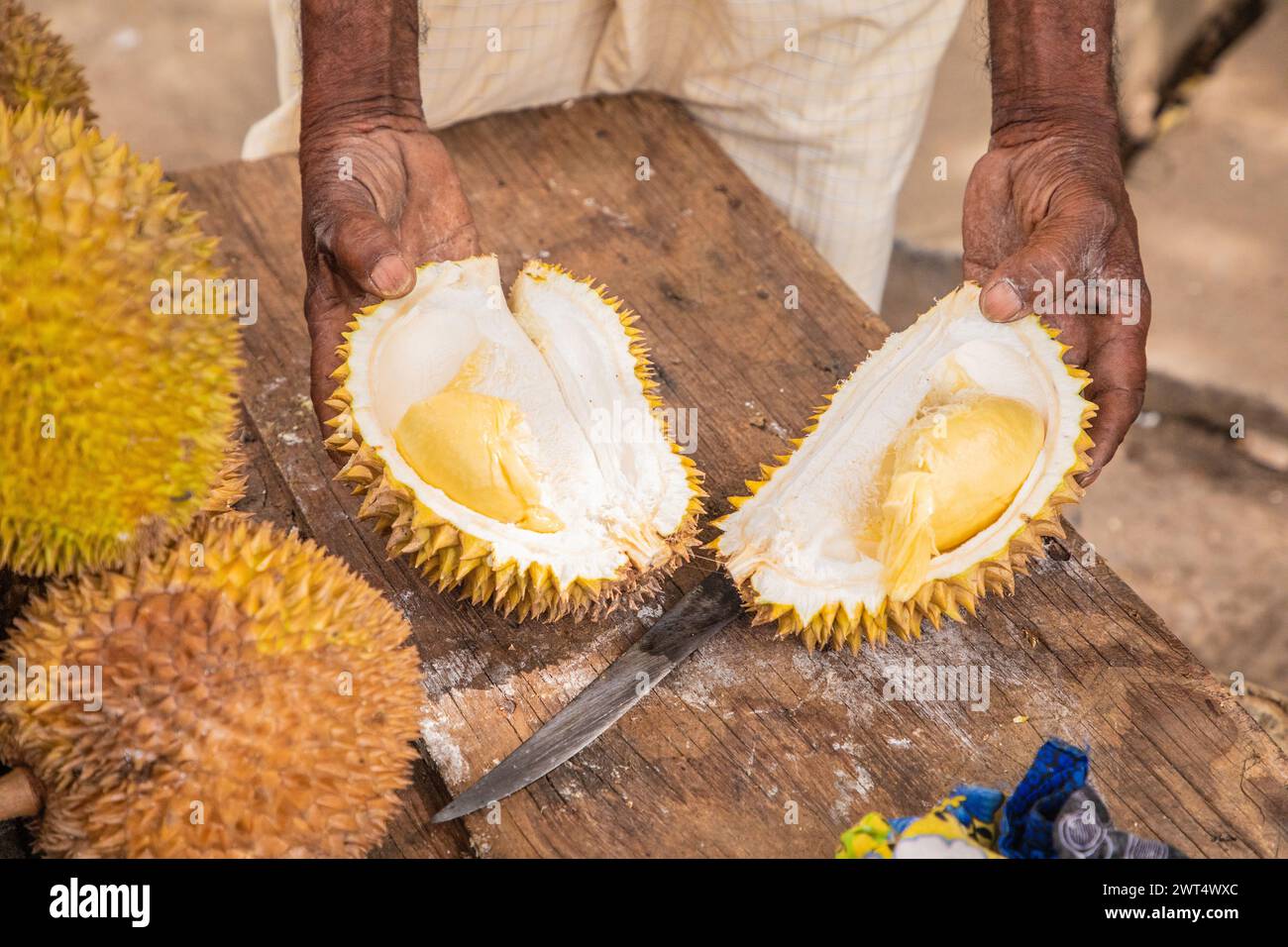 Runde reife gelbe Durianfrüchte, die auf Holztheke im Stapel gefaltet sind, zum Verkauf. Traditionelle Früchte Sri Lankas. Männliche Hände schneiden reife Durian-Früchte in t Stockfoto