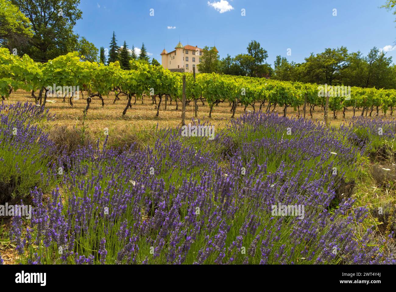 Schloss Aiguines mit Weinberg, Alpes-de-Haute-Provence, Provence, Frankreich Stockfoto