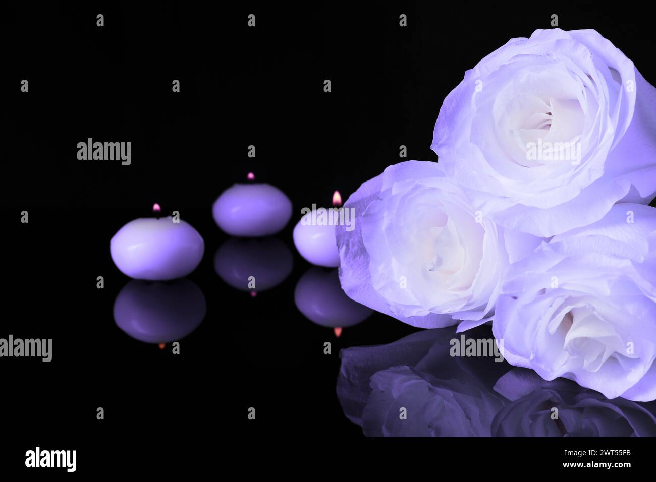 Violette Rosen und brennende Kerzen auf schwarzer Spiegelfläche, Platz für Text. Beerdigungsattribute Stockfoto