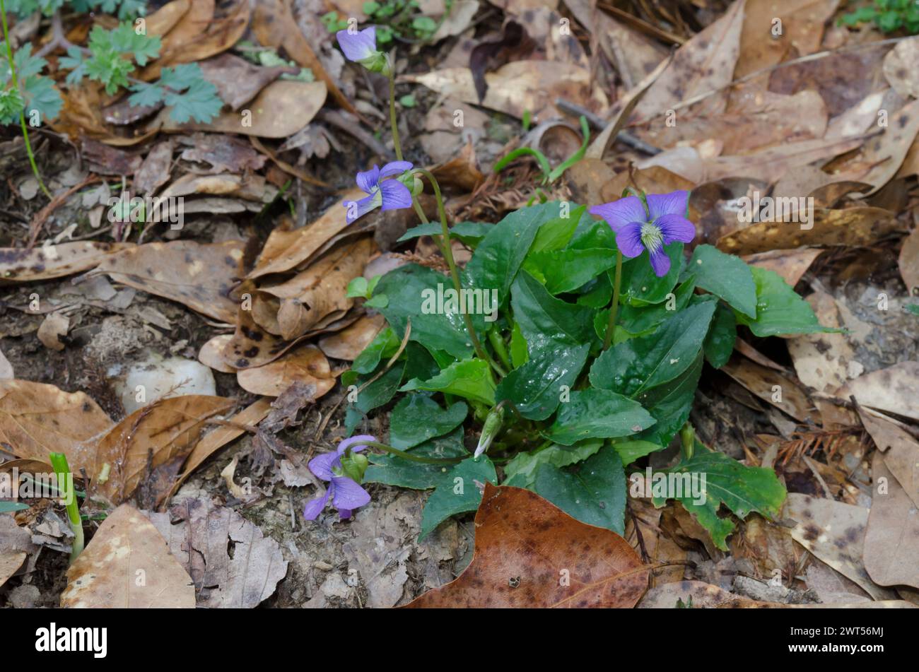 Blaues Violett, Viola sororia Stockfoto