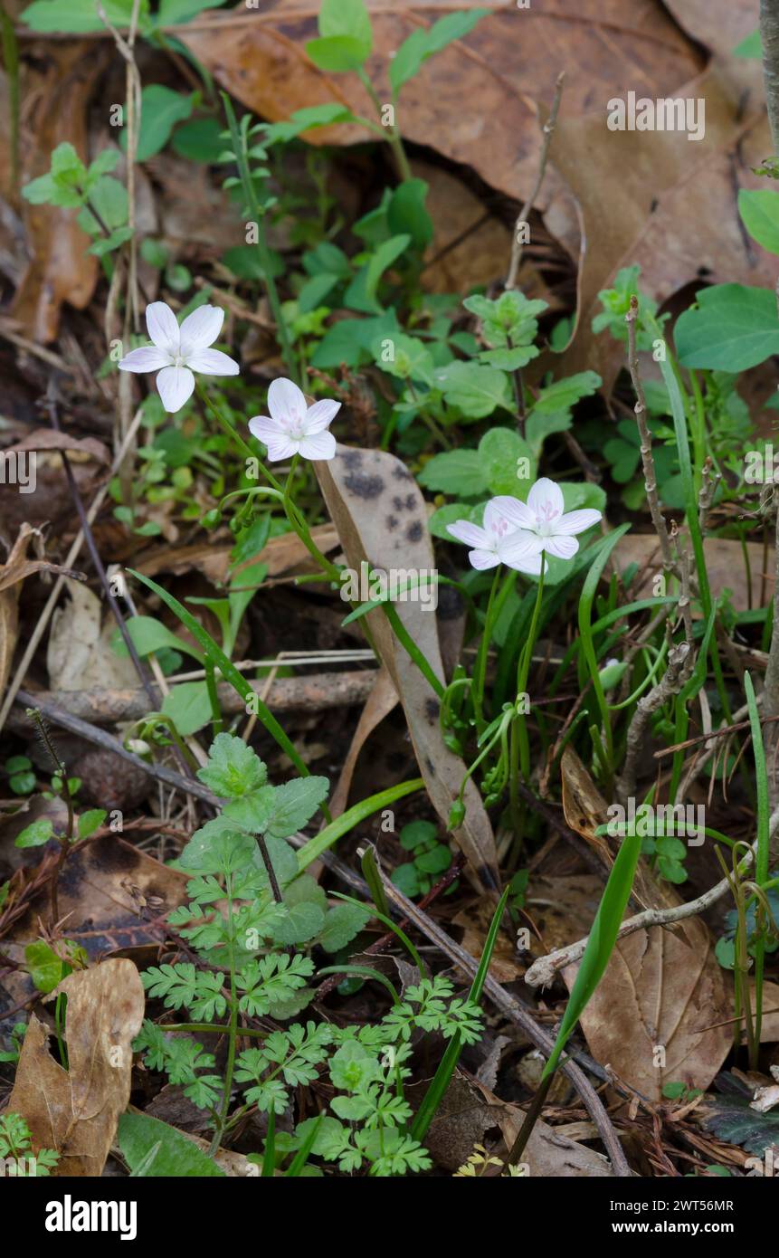 Spring Beauty, Claytonia virginica Stockfoto