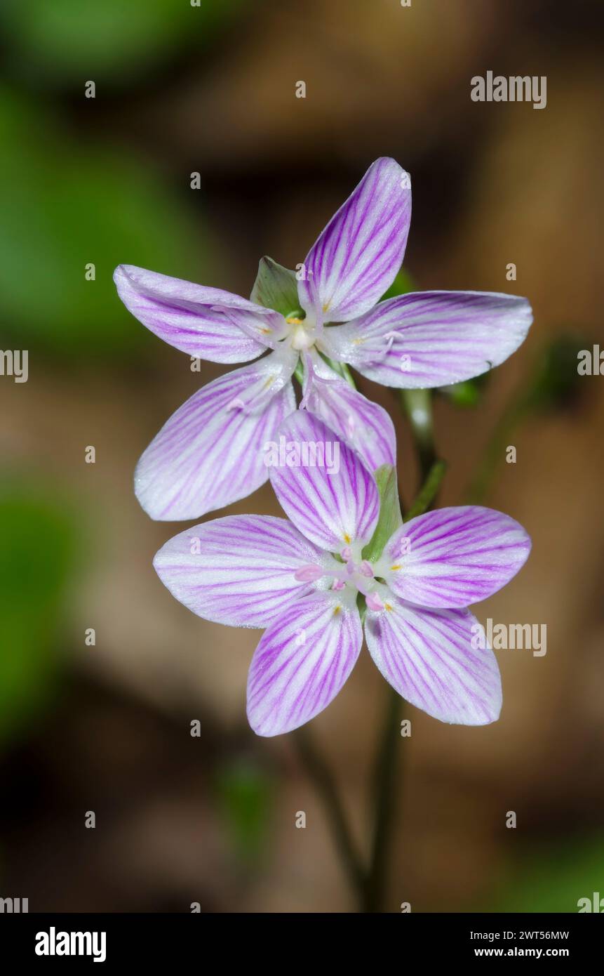 Spring Beauty, Claytonia virginica Stockfoto