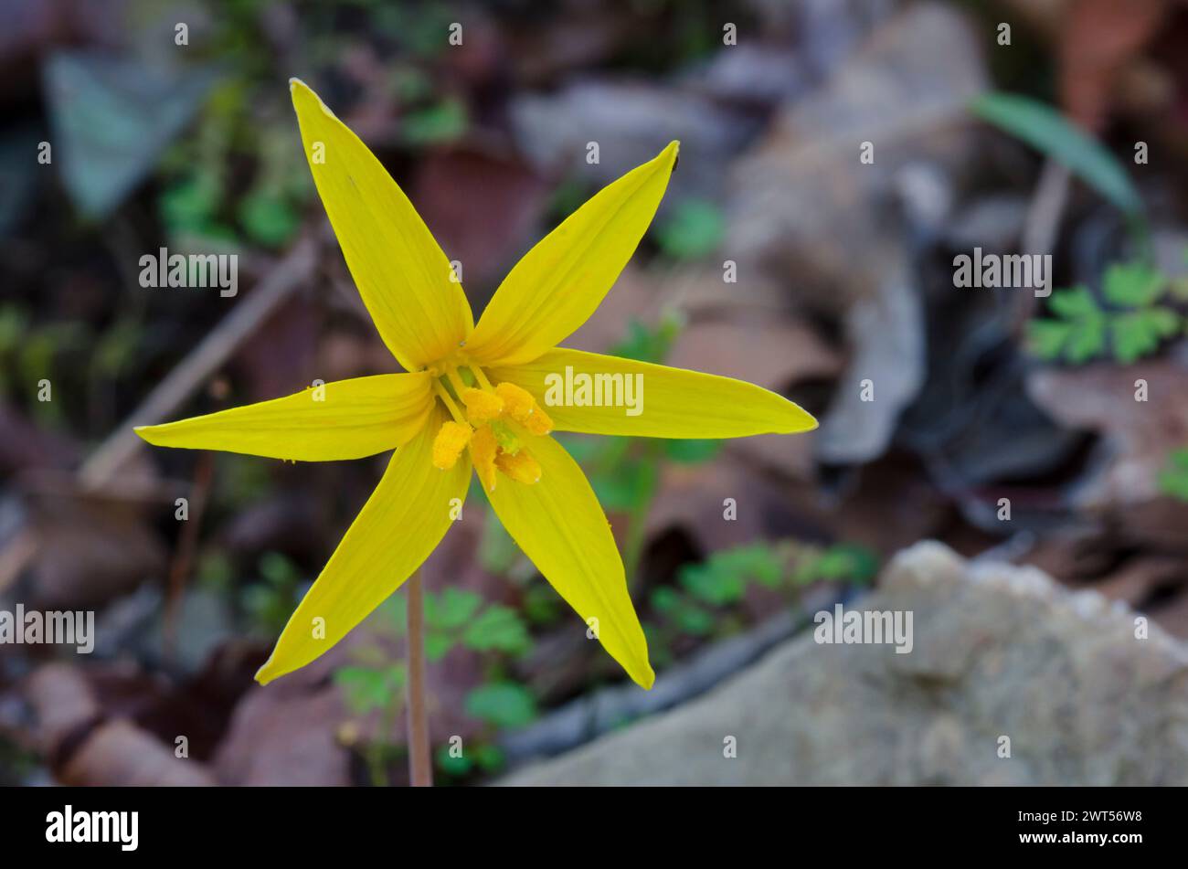 Gelbe Troutlilie, Erythronium rostratum Stockfoto