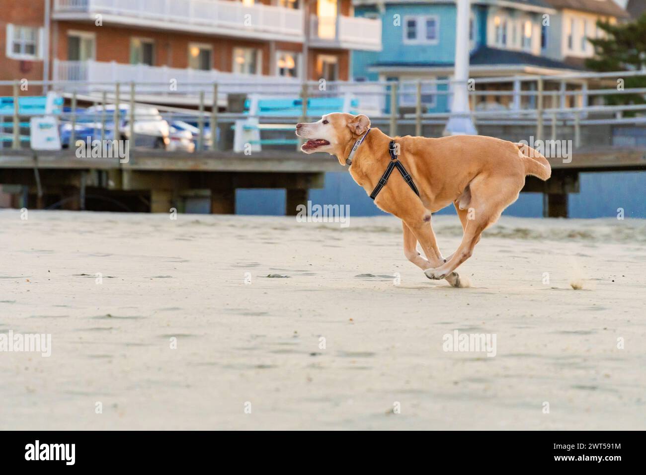 Profilaufnahme von Senior Yellow Labrador „Chief“, der seinen berühmten Bocking-Bronco-Lauf am Strand in Avon am Meer macht Stockfoto