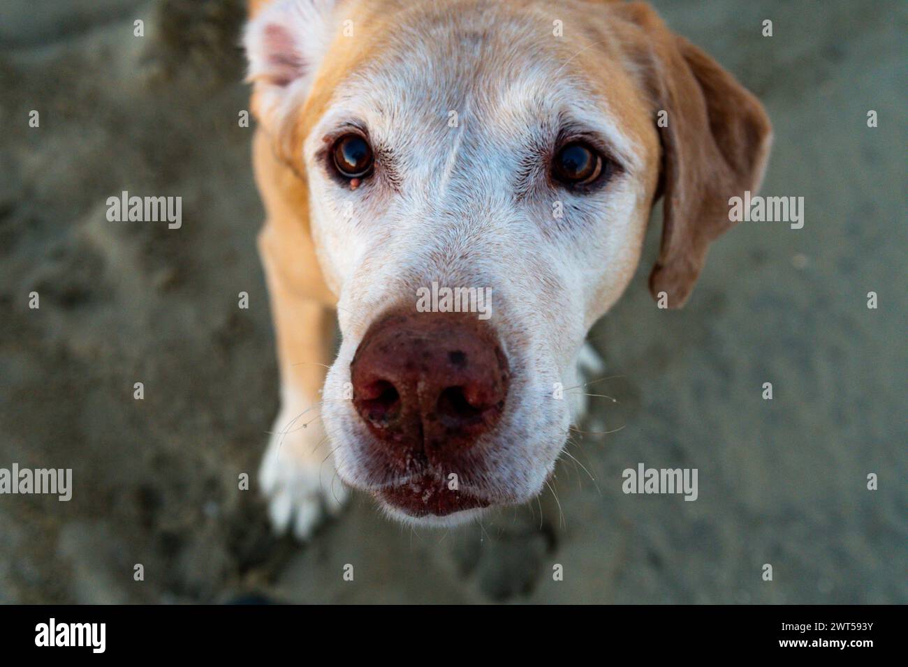 Senior Yellow Labrador Retriever 'Chief' schaut Sie mit seinen großen braunen Augen an Stockfoto