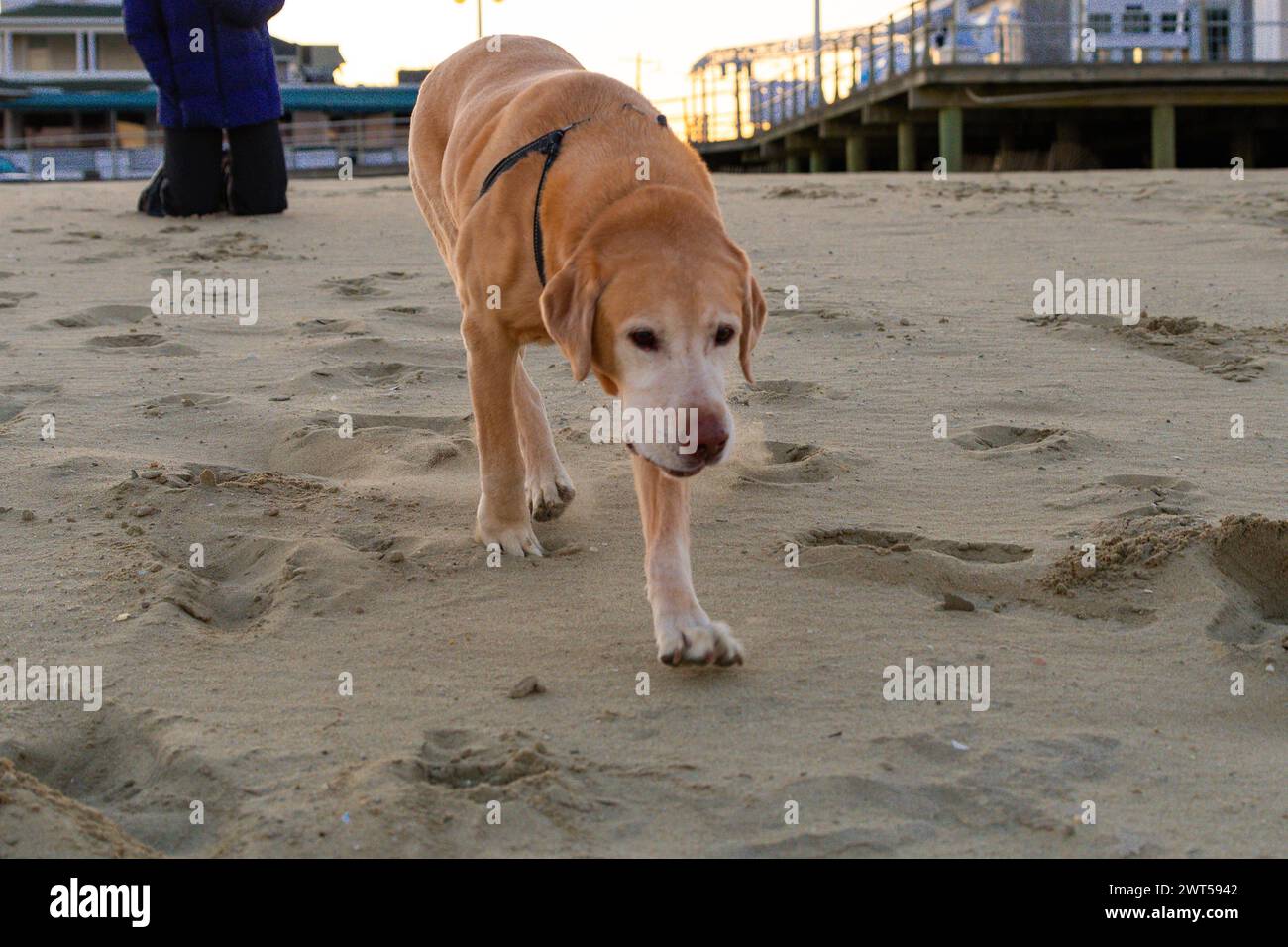 Senior Yellow Labrador Retriever 'Chief', der einen Spaziergang von der Leine am Strand macht Stockfoto