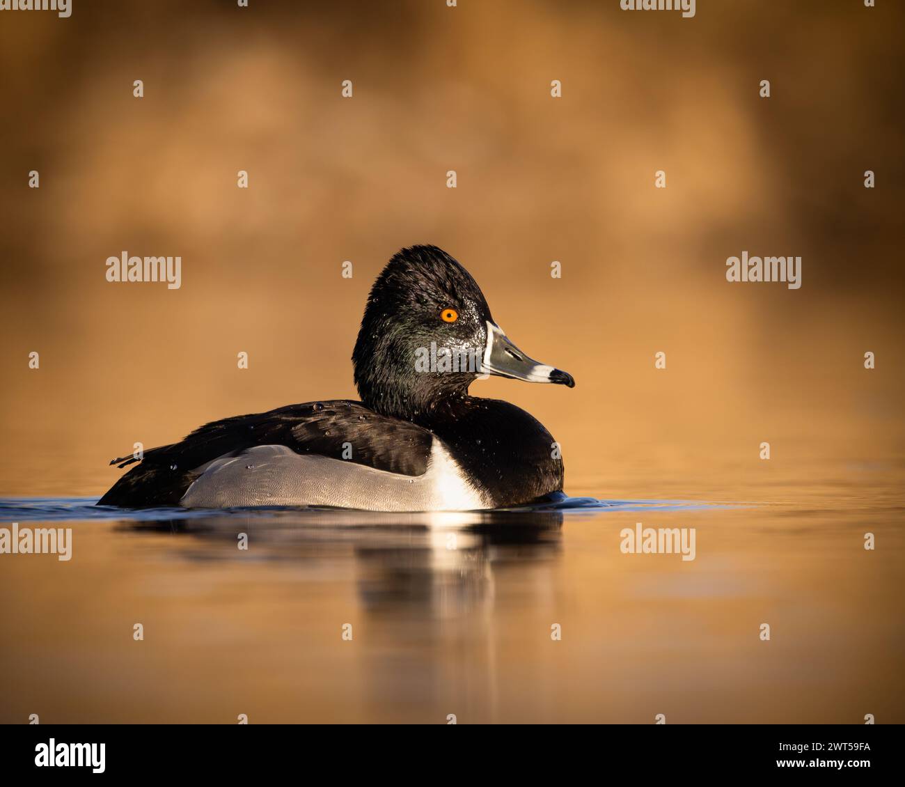 Ringhals Ente - Aythya collaris - drake schwimmt im Teich mit schönem goldenen Hintergrund Stockfoto