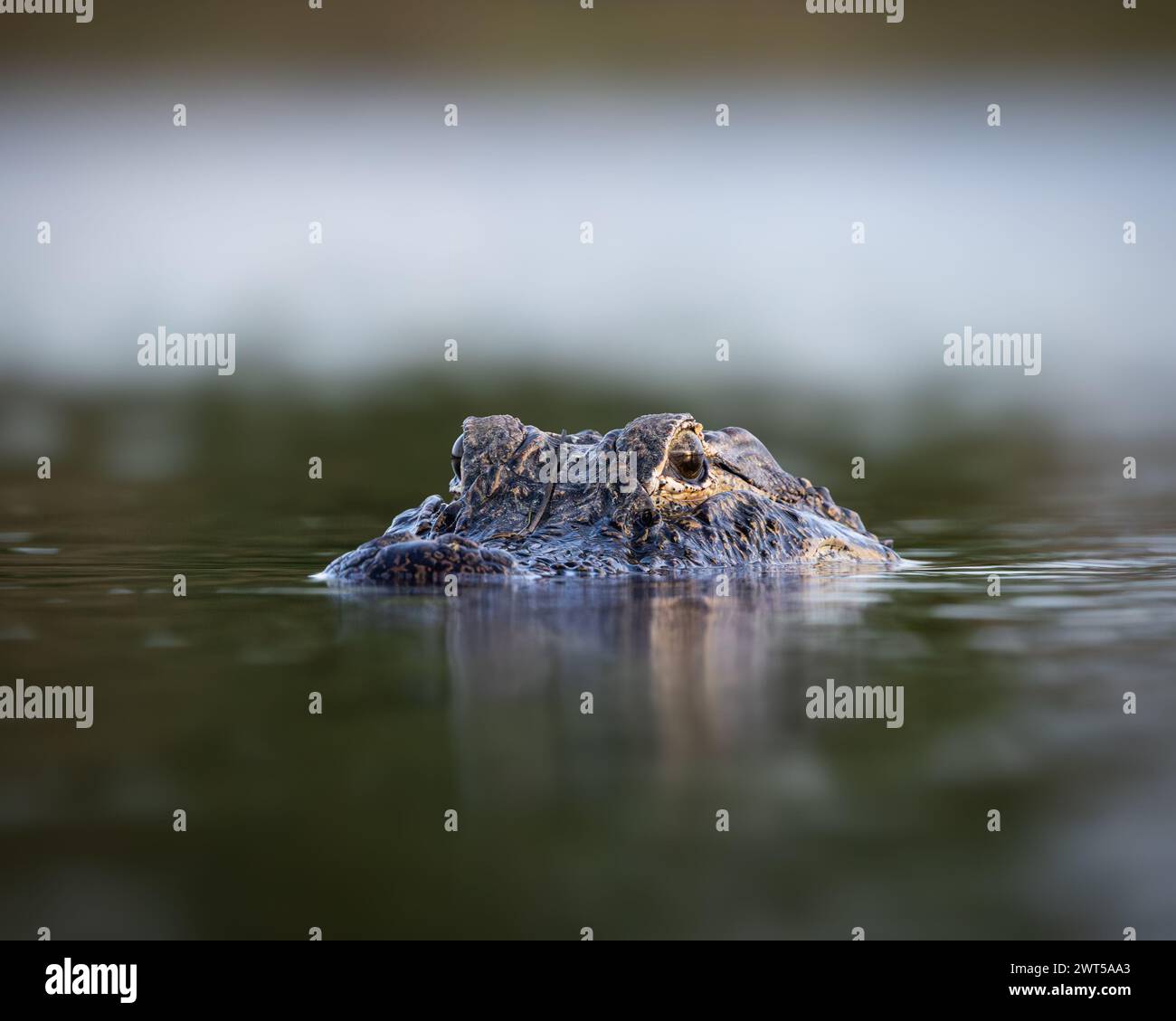 Amerikanischer Alligator – Alligator mississippiensis – schwimmend teilweise im Teich Florida, USA Stockfoto