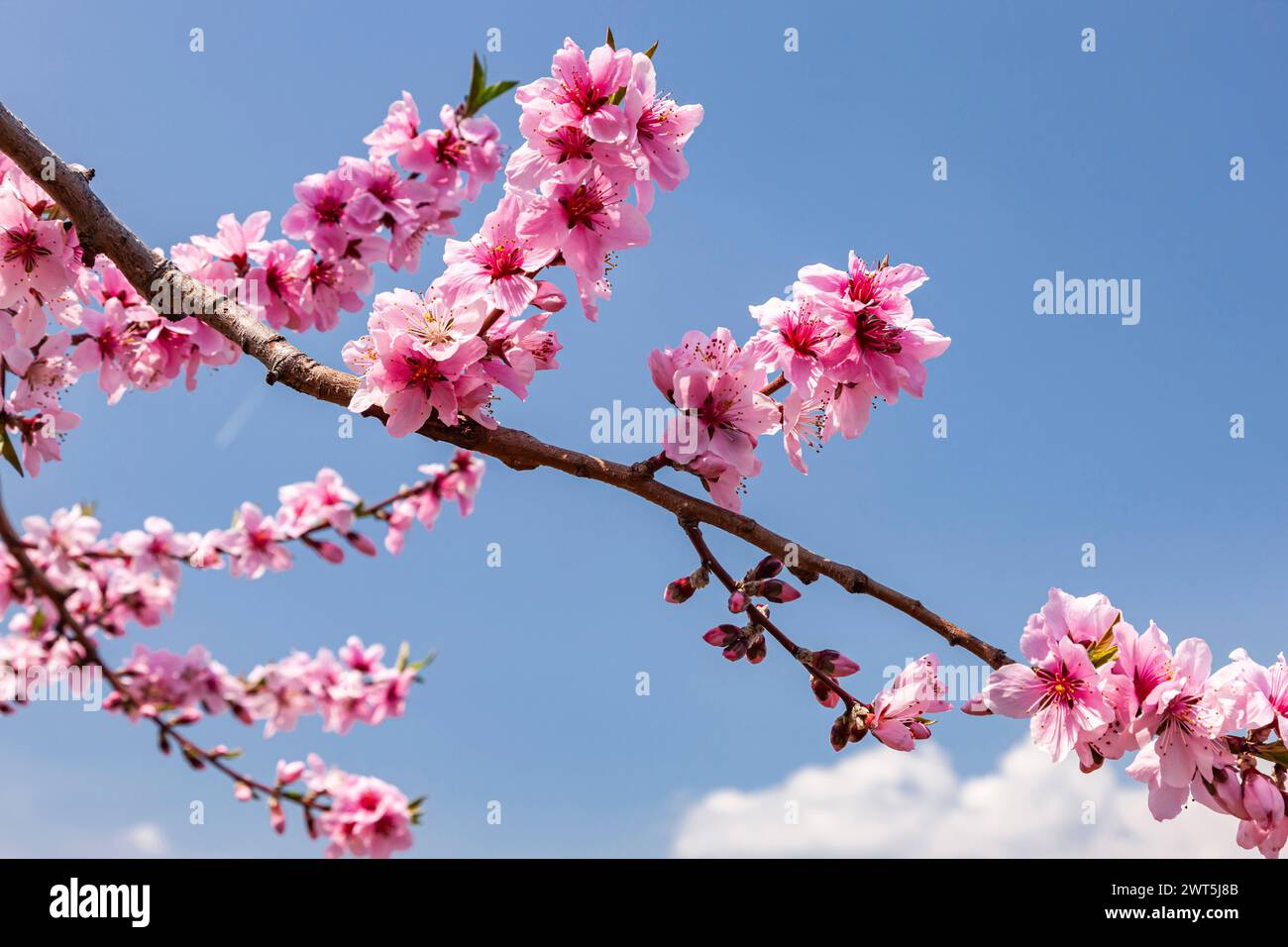 Pfirsichblüte, landwirtschaftliche Felder im Kofu-Becken, einige Tage malerische Entfernung bis zur Blüte, Fuefuki City, Yamanashi, Japan, Ostasien, Asien Stockfoto