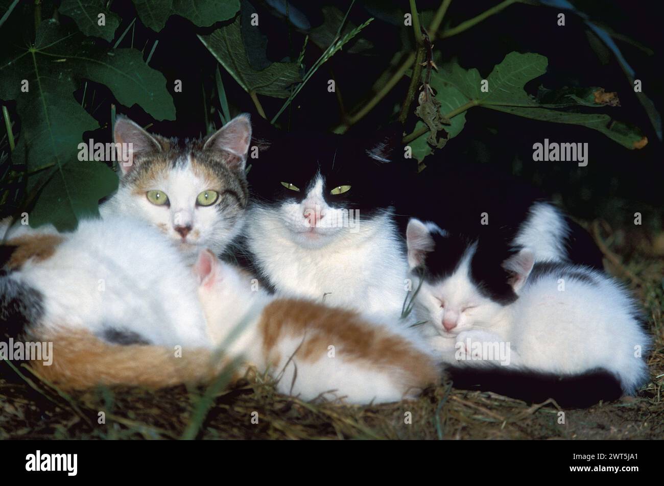 Katzenfamilie Stockfoto
