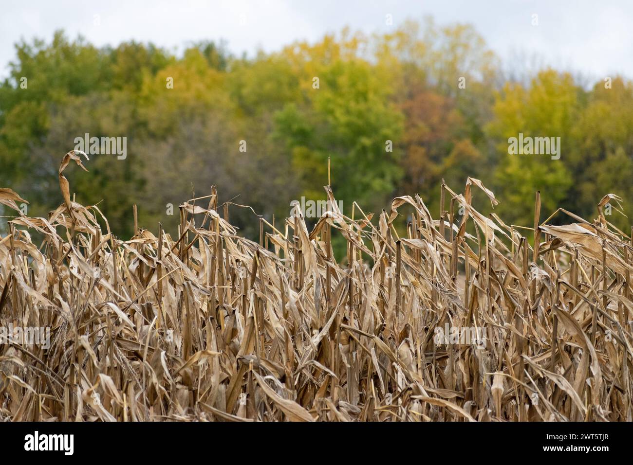 Getrocknete Maisstängel im Herbst, mit Bäumen im Hintergrund in Grove City, Minnesota Stockfoto