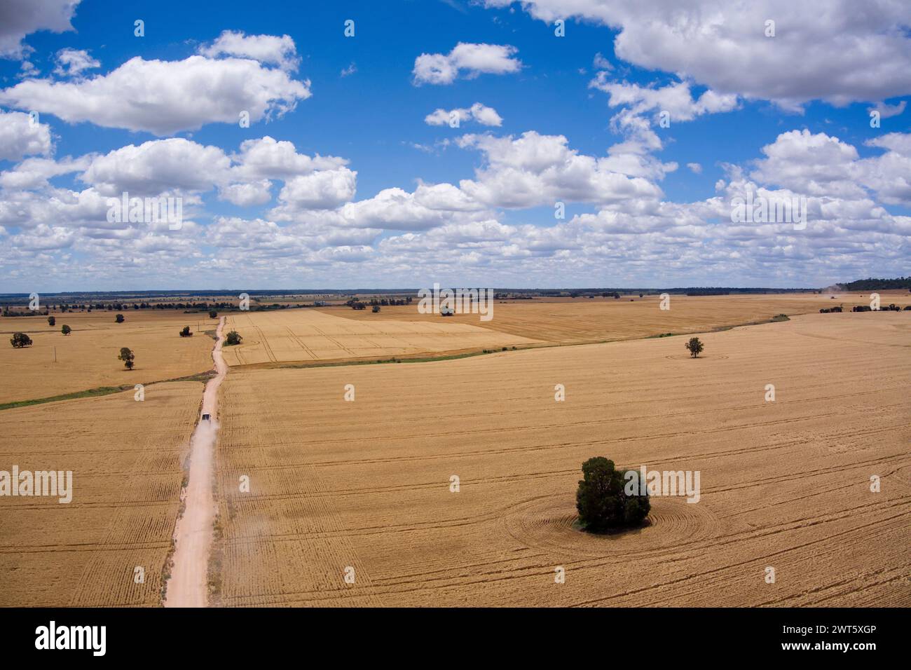 Auf der Landstraße, die durch goldene Weizenfelder führt und in Wallumbilla auf dem australischen Maranoa Queensland zur Ernte bereit ist Stockfoto