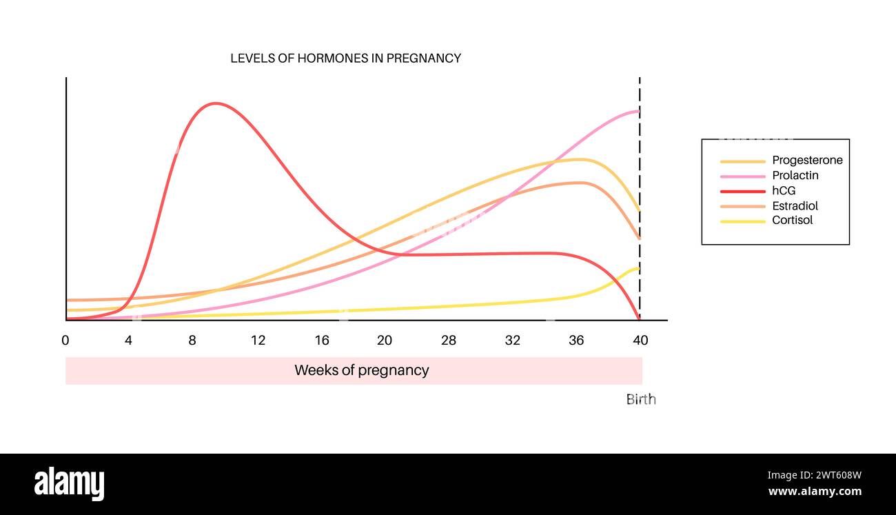 Hormonspiegel in der Schwangerschaft, Illustration. HCG, Prolaktin, Cortisolöstradiol und Progesteron. Stockfoto