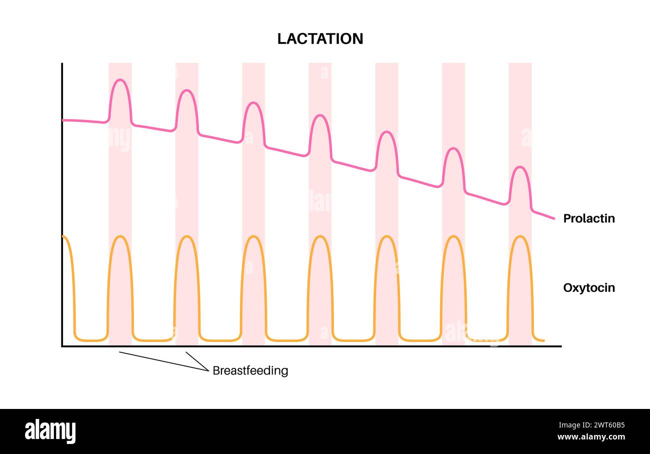 Laktation Infografik, Illustration. Prolaktinspiegel im weiblichen Körper und hormonelle Veränderungen während postpartaler Tage. Stockfoto