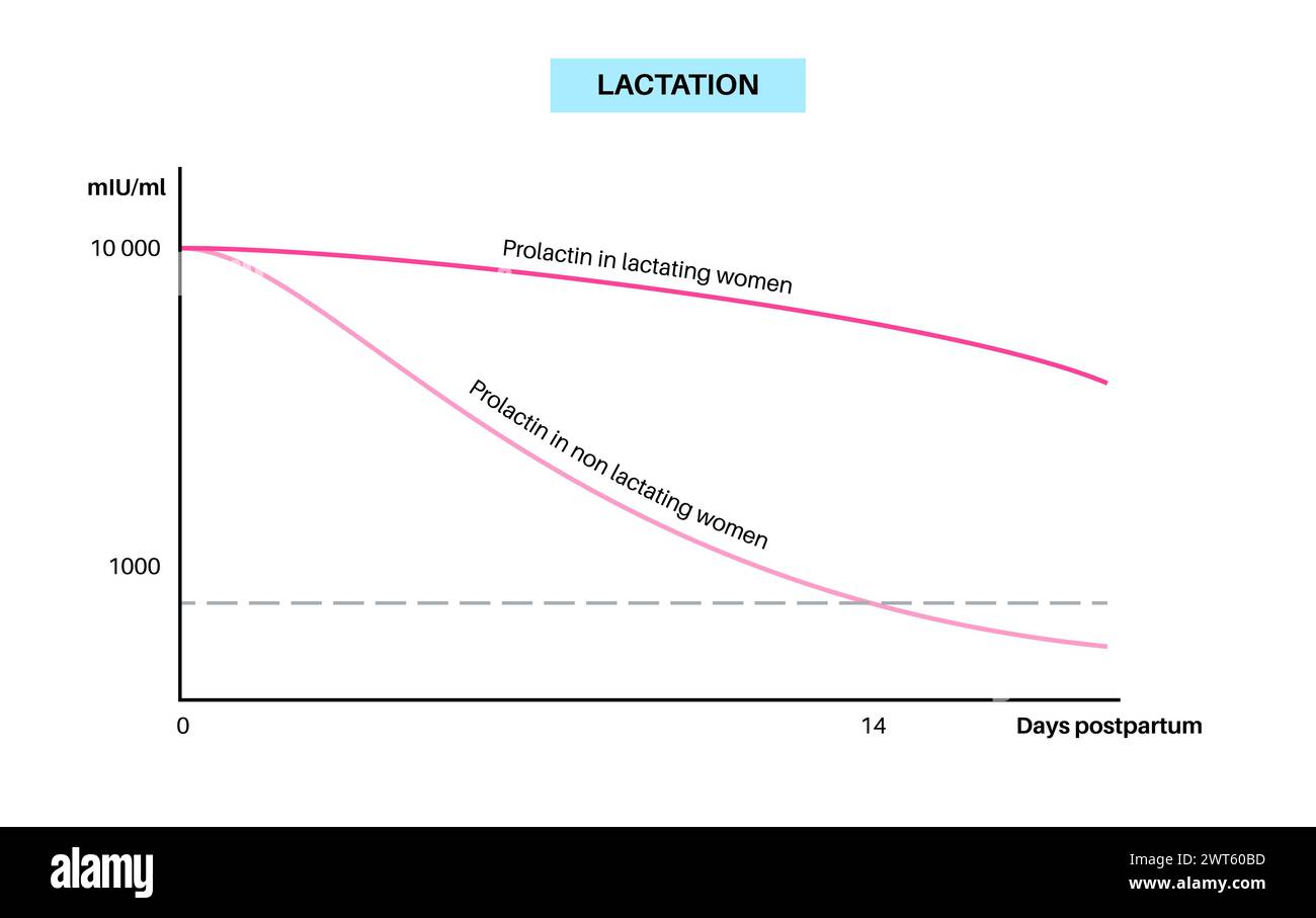 Laktation Infografik, Illustration. Prolaktinspiegel im weiblichen Körper und hormonelle Veränderungen während postpartaler Tage. Stockfoto