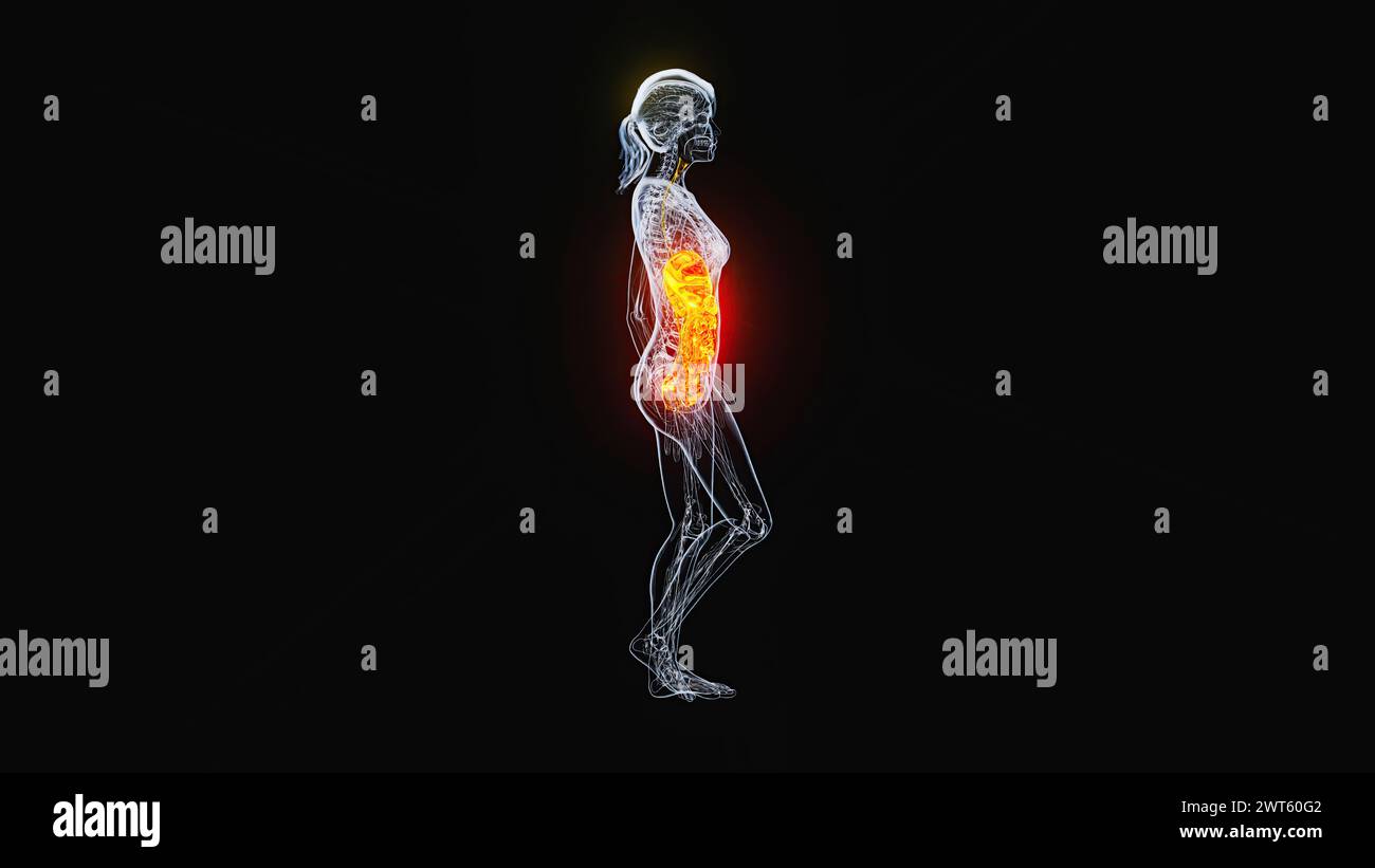 Weibliche Bauch- und Beckenorgane, Illustration. Stockfoto