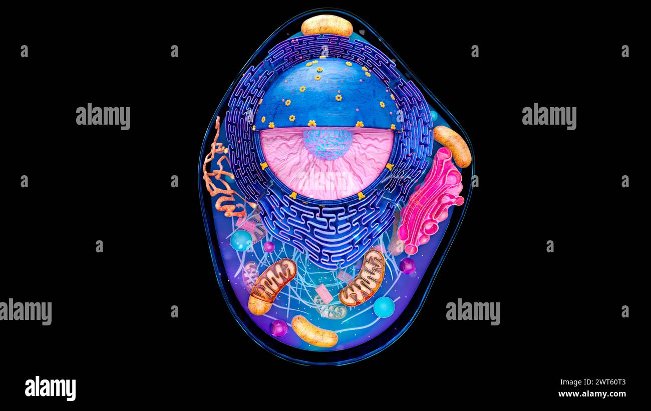Darstellung der Struktur einer tierischen Zelle. Der Zellkern ist die grosse Sphäre. Es enthält das Erbgut der Zelle in Form von D Stockfoto
