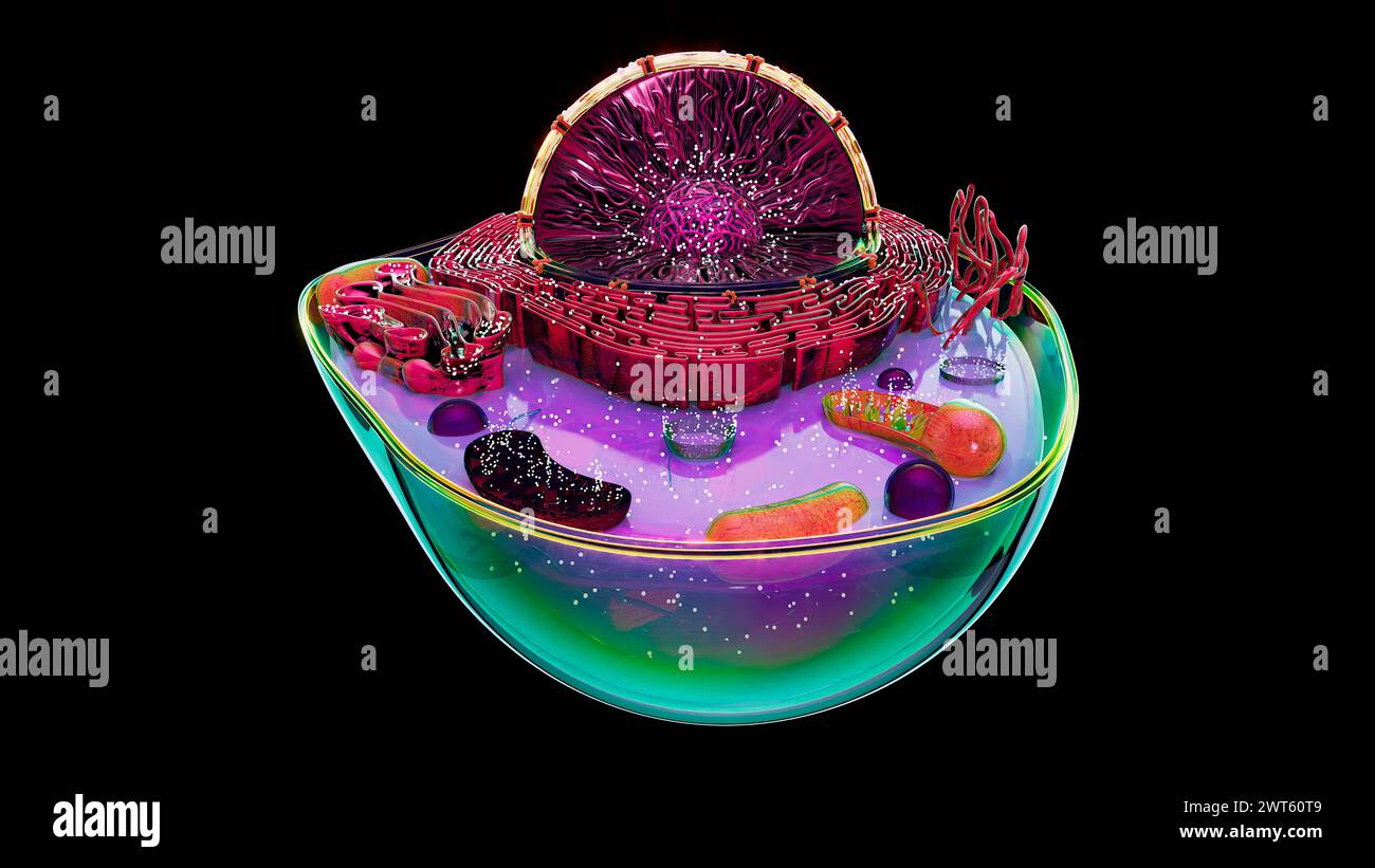 Darstellung der Struktur einer tierischen Zelle. Der Zellkern ist die grosse Sphäre. Es enthält das Erbgut der Zelle in Form von D Stockfoto