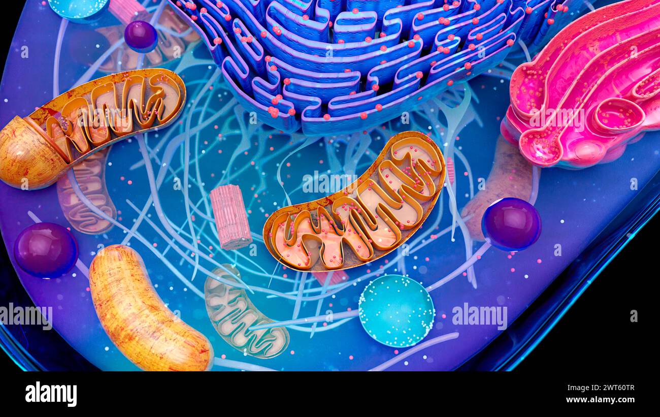 Darstellung der Struktur einer tierischen Zelle. Oben befindet sich das endoplasmatische Retikulum (er). Einige Teile des er sind mit Ribosomen (Dots) bestückt, den Protein produzierenden Organellen der Zelle. Ebenfalls zu sehen ist der Golgi-Körper (rosa), der mit der Speicherung und dem anschließenden Transport von Proteinen verbunden ist, die vom er und den Mitochondrien (braun) produziert werden, den Orten der Energiesynthese innerhalb der Zelle. Stockfoto