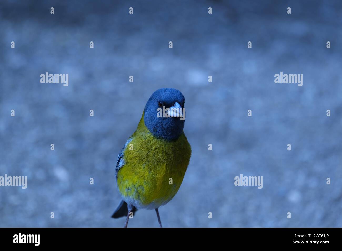 Nahaufnahme eines bunten blauen und gelben Vogels Stockfoto