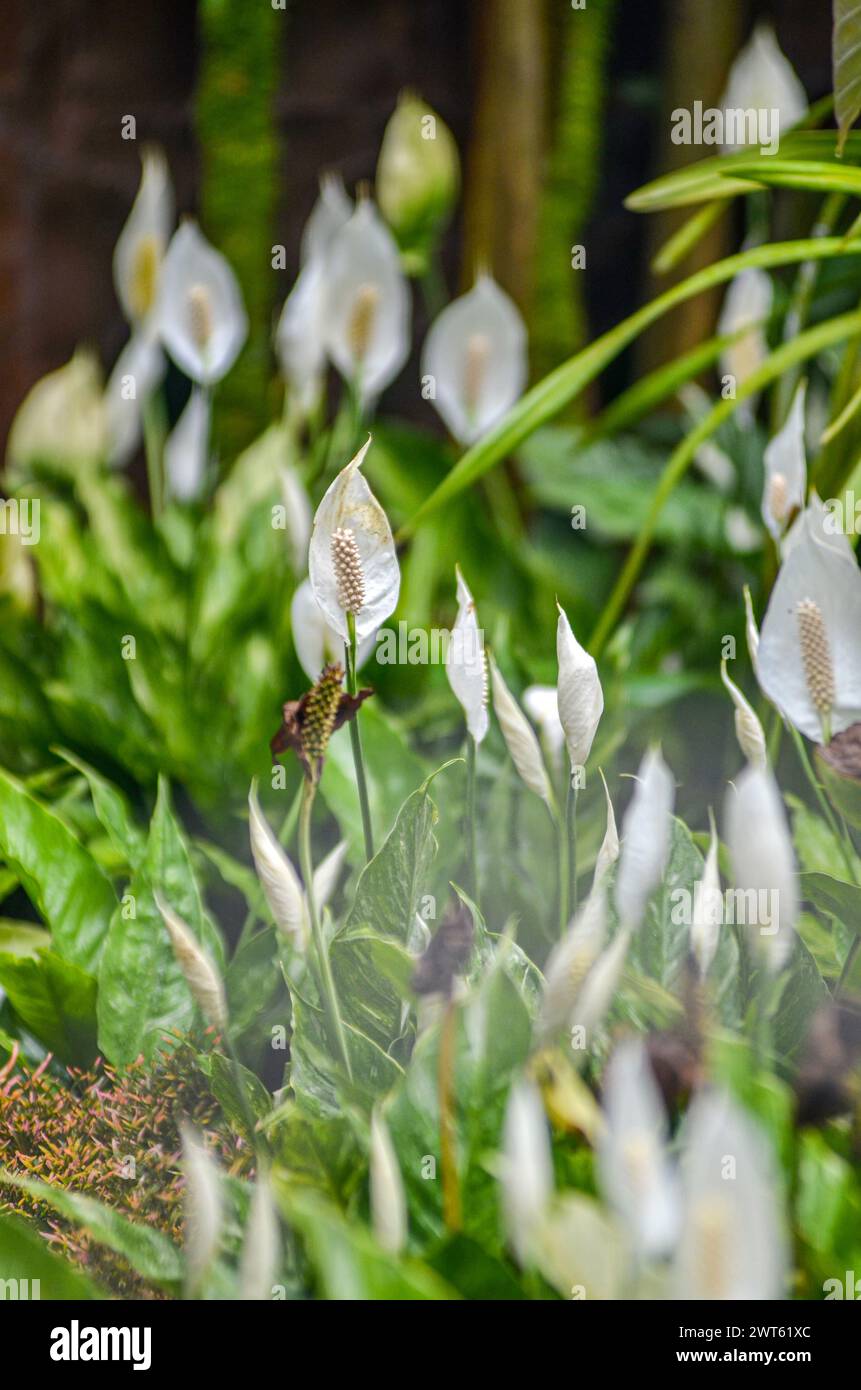 Wunderschöne traditionelle weiße Blumen aus Kolumbien, die köstlich riechen, sind perfekt zum Dekorieren Stockfoto