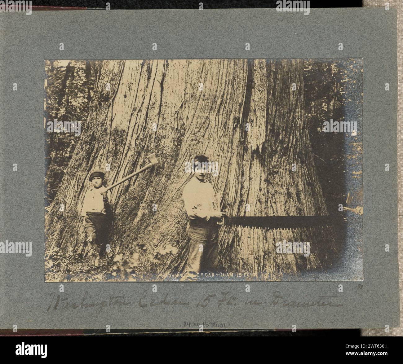 Washinton Cedar 15 M In Durchmesser. J. F. Ford, Fotograf (Amerikaner, aktive 1900er Jahre) um 1900 Ansicht von drei Jungen, die vor dem Stamm eines sehr großen Baumes stehen. Einer der Jungen hält eine hochgezogene Axt in der einen Hand und die anderen beiden jeweils ein altes Ende einer langen, zweiköpfigen Säge. (Recto, Bild) untere Mitte, handgeschrieben im negativ: 'WASHINGTON CEDAR - DURCHM. 15 FUSS' (Recto, Mount) untere Mitte, darunter Druck, handgeschrieben in schwarzer Tinte: 'Washington Cedar 15 Fuß. In Durchmesser“ unten rechts, unterhalb der rechten Ecke des Ausdrucks, handgeschrieben in schwarzer Tinte: „31" Stockfoto