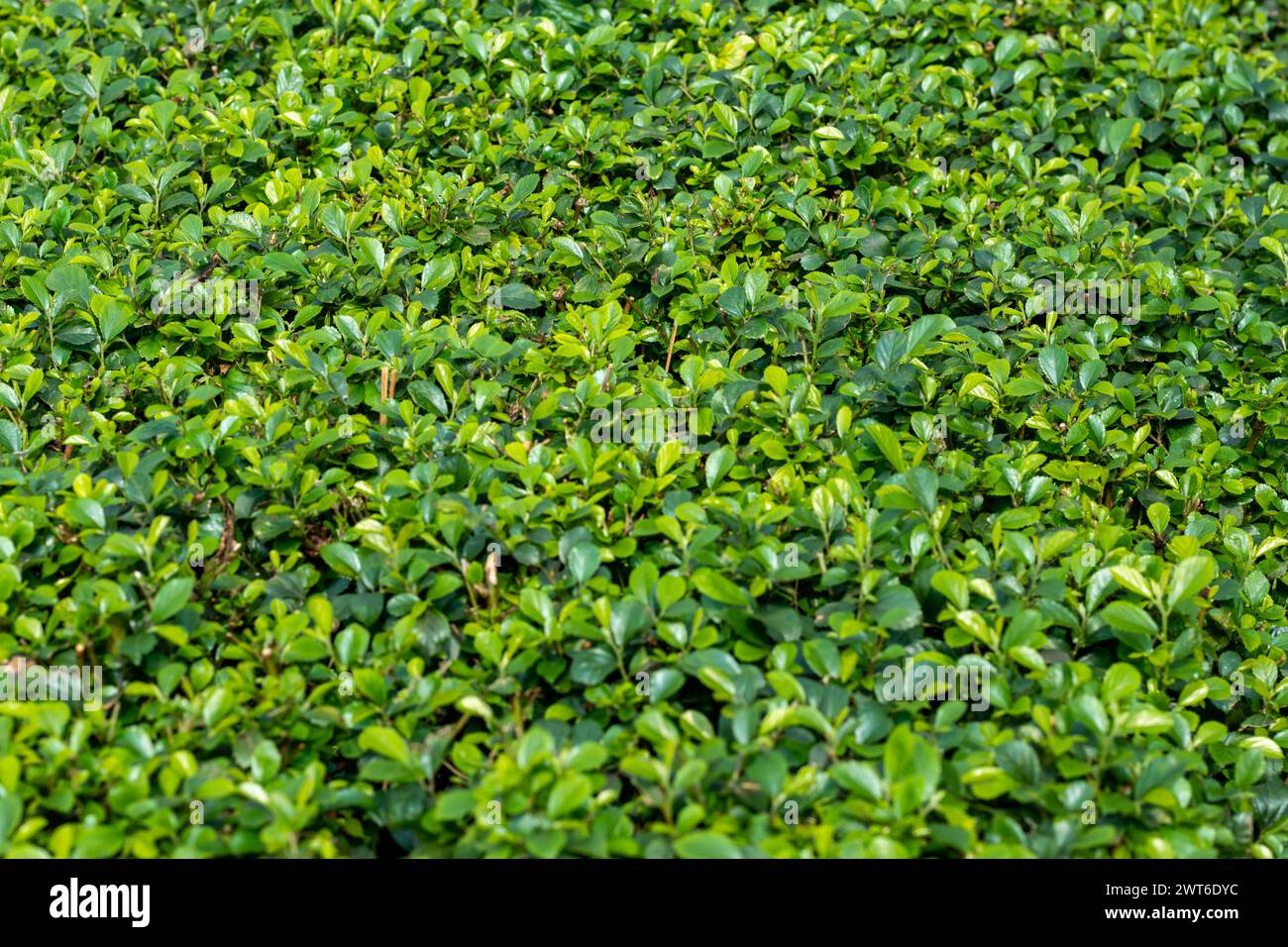 Blattmuster verleihen Ihren Wänden Leben in wunderschönem Grün. Grüne, kleine wilde Grasblätter sind ein frisches, natürliches Muster oder Thema. Wand mit Blattmuster Stockfoto