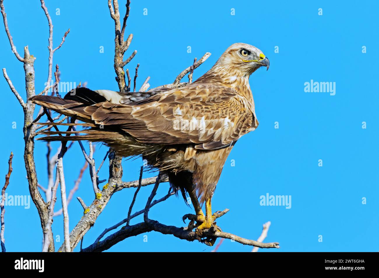 Ein langbeiniger Bussard (Buteo rufinus), Israel, Naher Osten, Naher Osten Stockfoto