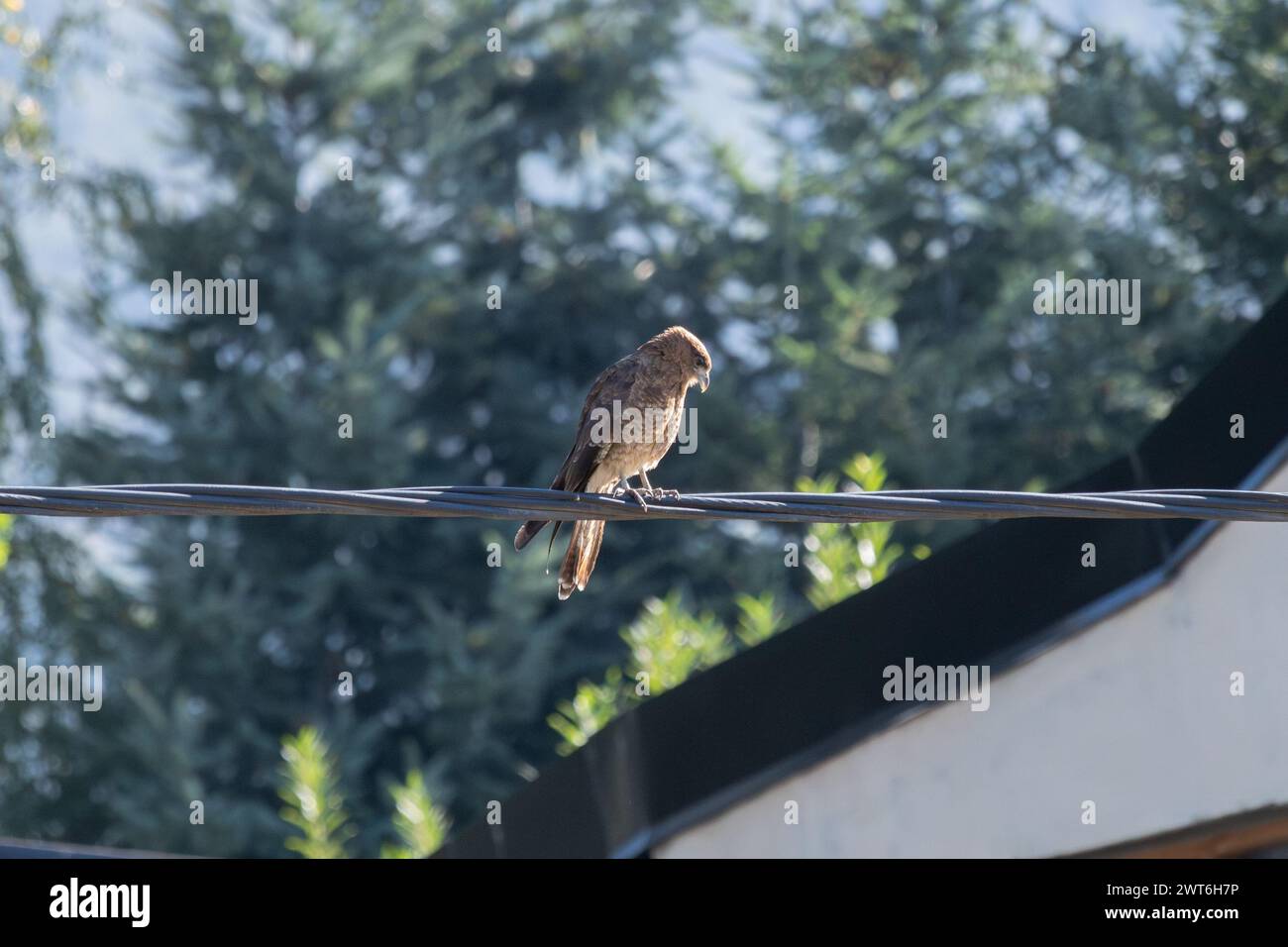 Chimango Caracara (Daptrius chimango)-Vogel starrt aufmerksam aus elektrischen Kabeln auf den Boden mit einem unscharfen Hintergrund des städtischen Waldes Stockfoto