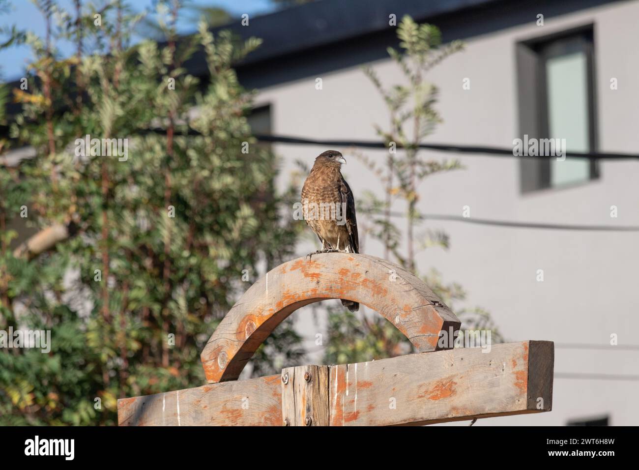 Der Raptor Chimango Caracara (Daptrius chimango)-Vogel starrt von einem alten Holzgebäude aus mit einem urbanen Haus und Pflanzen unscharfen Hintergrund zur Seite Stockfoto