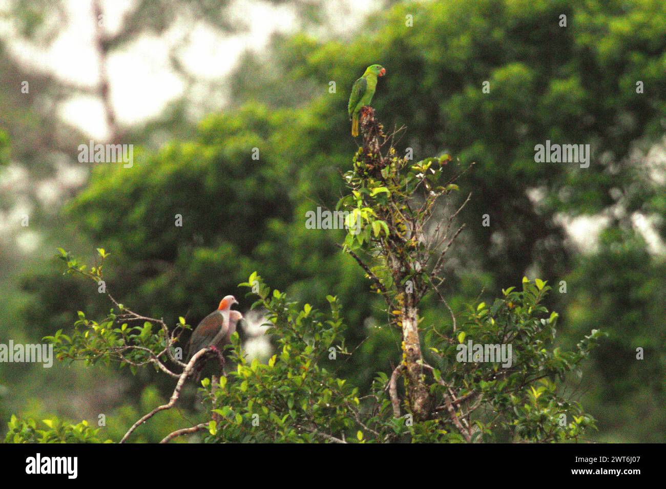 Ein Paar grüner Kaisertauben (Ducula aenea) wird fotografiert, während sie beim Stehen soziale Interaktion haben, und besteht unter einem Individuum nicht identifizierter Lororikeet-Arten auf einer Baumspitze in einem bewachsenen Gebiet in der Nähe des Mount Tangkoko und des Mount Duasudara in Nord-Sulawesi, Indonesien. Ein Bericht eines Wissenschaftlerteams unter der Leitung von Marine Joly, der auf Forschungen zwischen 2012 und 2020 basiert, hat ergeben, dass die Temperatur im Tangkoko-Wald um bis zu 0,2 Grad Celsius pro Jahr steigt und die Fruchtfülle insgesamt sinkt. "Ein Großteil der öffentlichen Wahrnehmung der Auswirkungen... Stockfoto