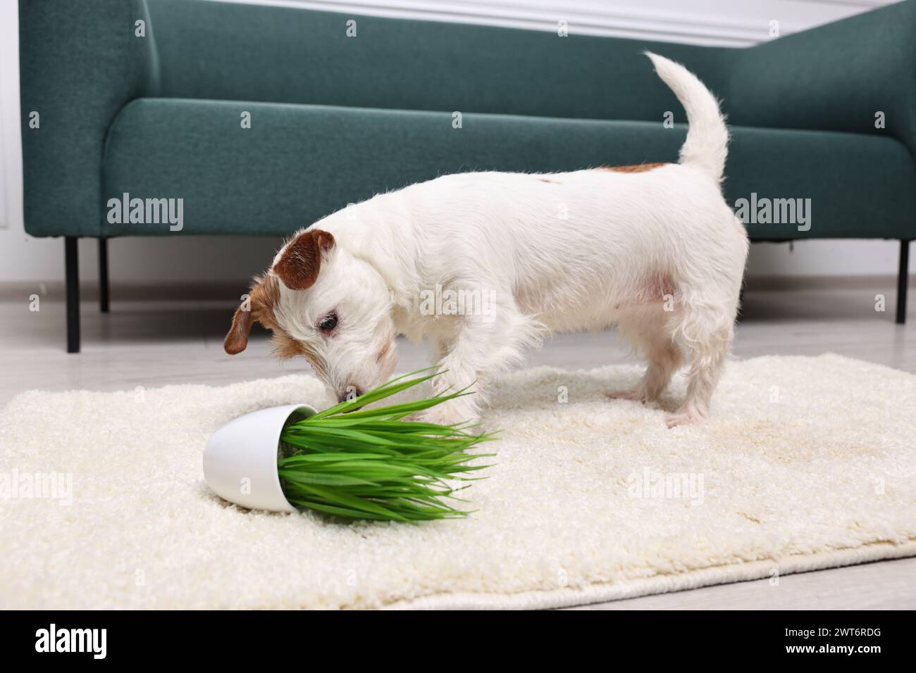 Niedlicher Hund in der Nähe umgekippter Zimmerpflanze auf Teppich drinnen Stockfoto