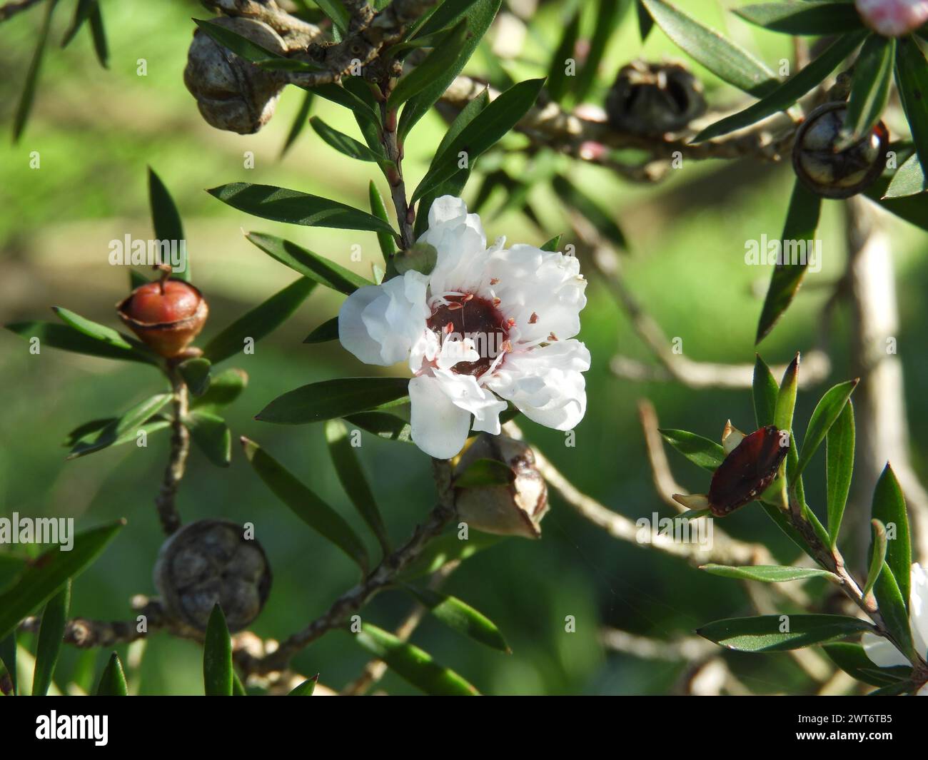 Manuka oder leptospermum Scoparium Zweig mit schönen weißen Blüten und Kapselfrüchten. Stockfoto