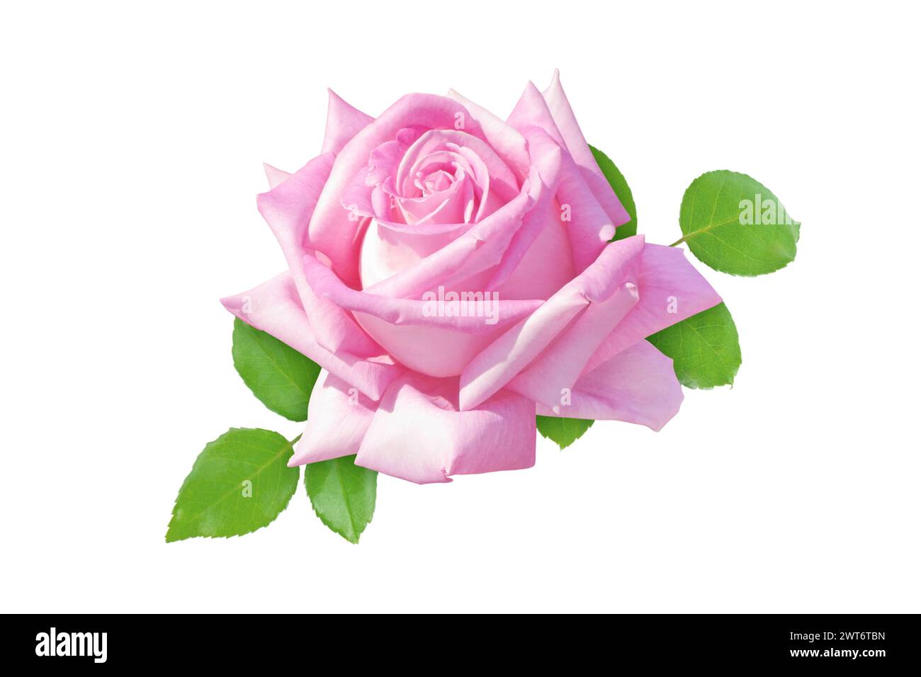 Schöne rosa Rosenblüte und Blätter isoliert auf weiß. Elegante Hybrid-Tee-Rosenblüte. Klassische, hochzentrierte Blütenform. Stockfoto