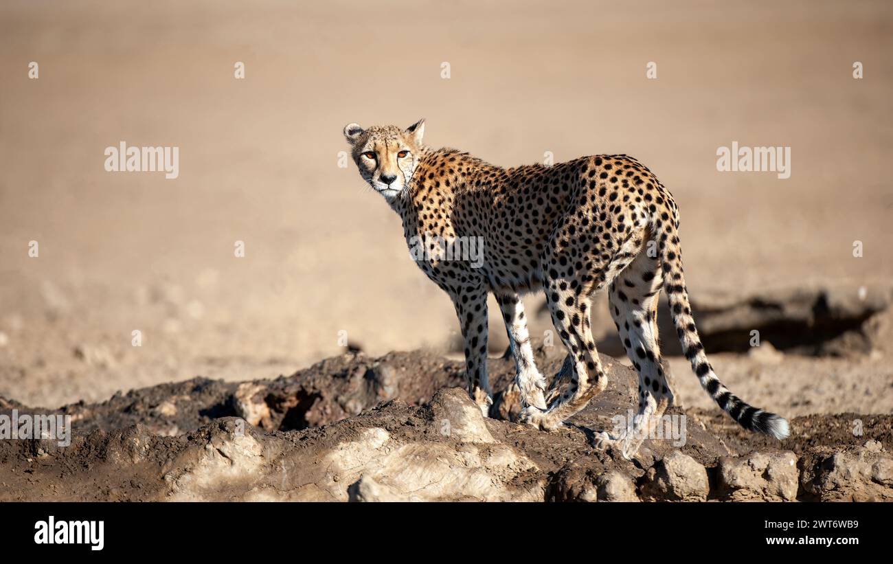Cheetah (Acinonyx jubatus) Kgalagadi Transfrontier Park, Südafrika Stockfoto