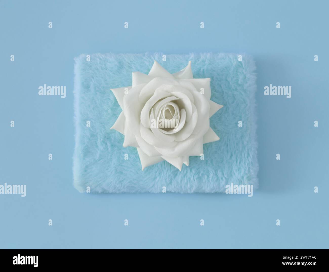 Vintage-Layout aus weißer Rose auf pastellblauem Hintergrund und Kunstfell. Minimales ästhetisches Layout. Romantische kreative Idee. Stockfoto