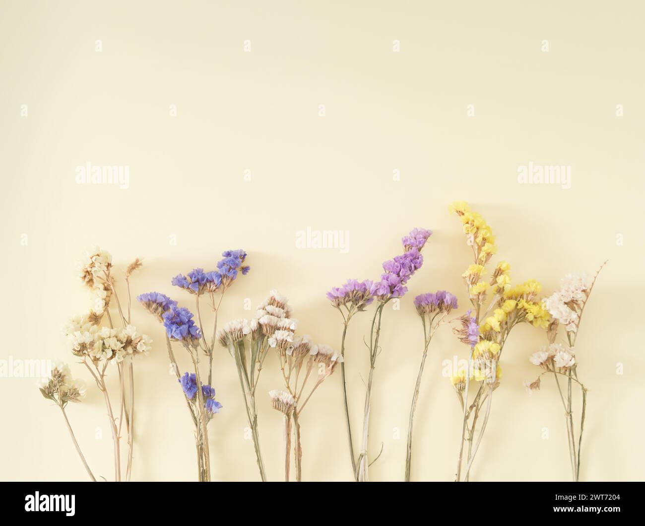 Kreatives Layout aus bunten trockenen Blumen auf pastellfarbenem cremefarbenen Hintergrund. Grußkarte mit Blumenmuster. Minimales Konzept und Einfachheit. Naturdesign. Stockfoto