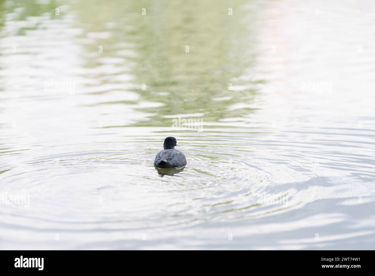 Einzelner Coot Vogel schwimmt im Teich im Park, Sommerfoto Stockfoto