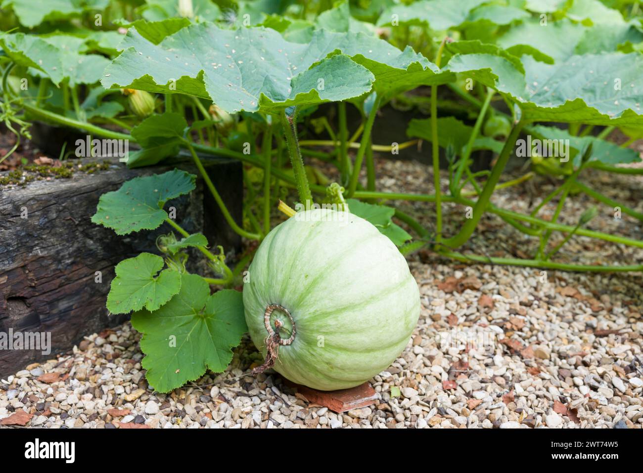 Winter Squash Crown Prince wächst im Sommer in einem Gemüsegarten, Großbritannien Stockfoto