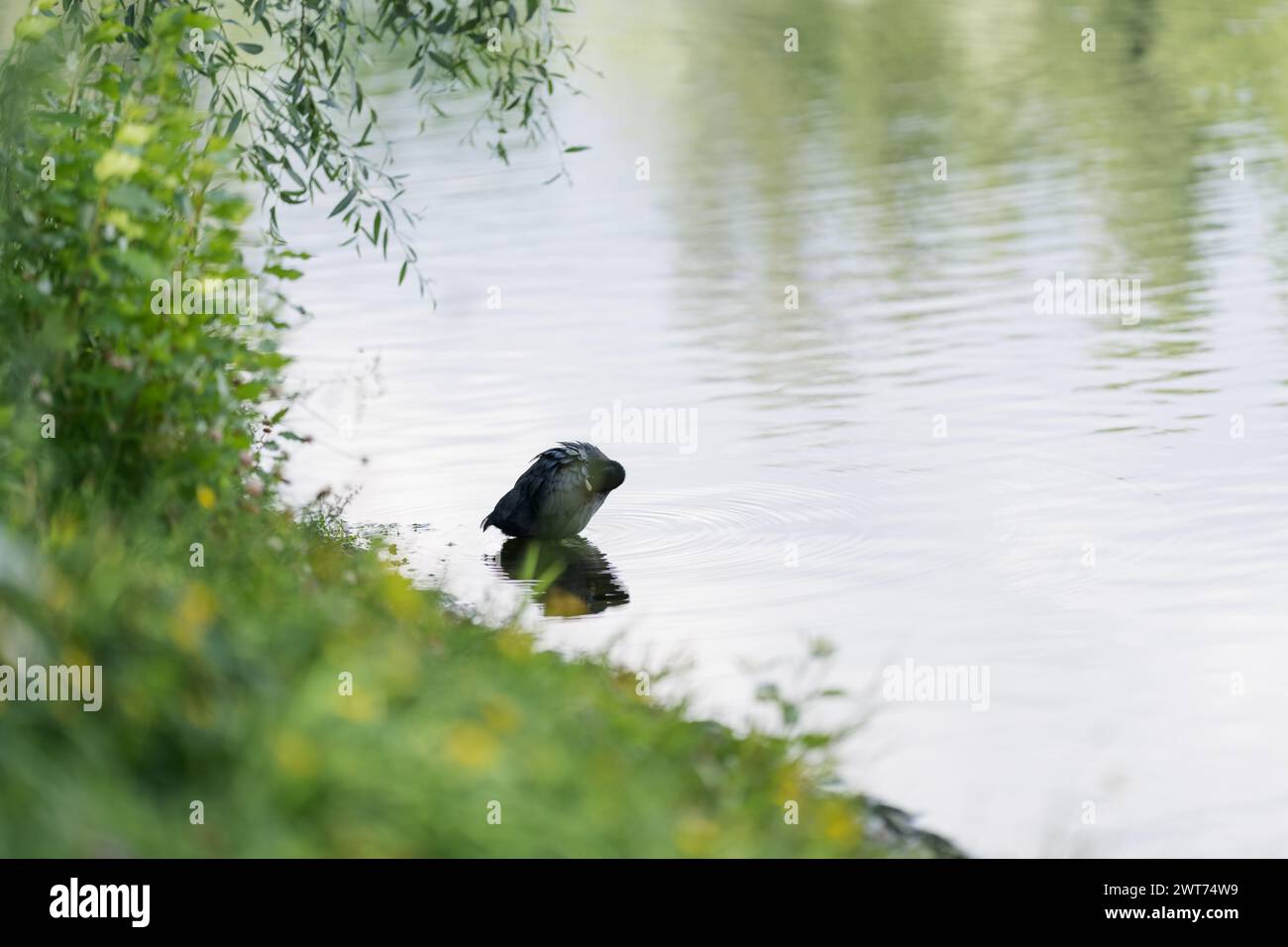 Ein einzelner Coot Vogel reinigt Federn auf einem Teich im Park, Sommerfoto Stockfoto