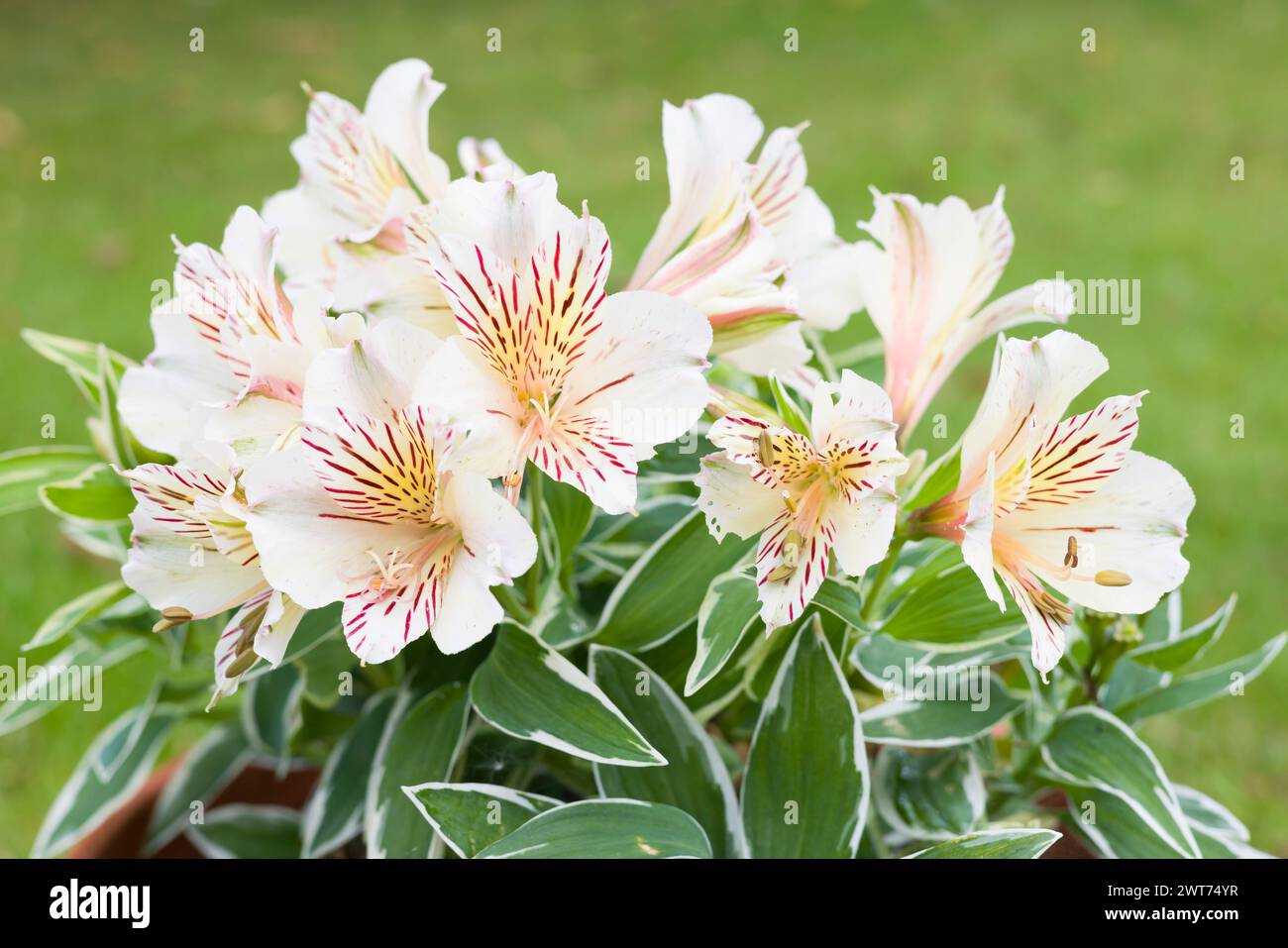 Alstroemeria Prinzessin Fabiana (peruanische Lilie) blüht, Pflanze wächst in einem Topf in einem britischen Garten Stockfoto Alstroemeria Prinzessin Fabiana (peruanische Lilie) blüht, Pflanze wächst in einem Topf in einem britischen Garten Stockfoto