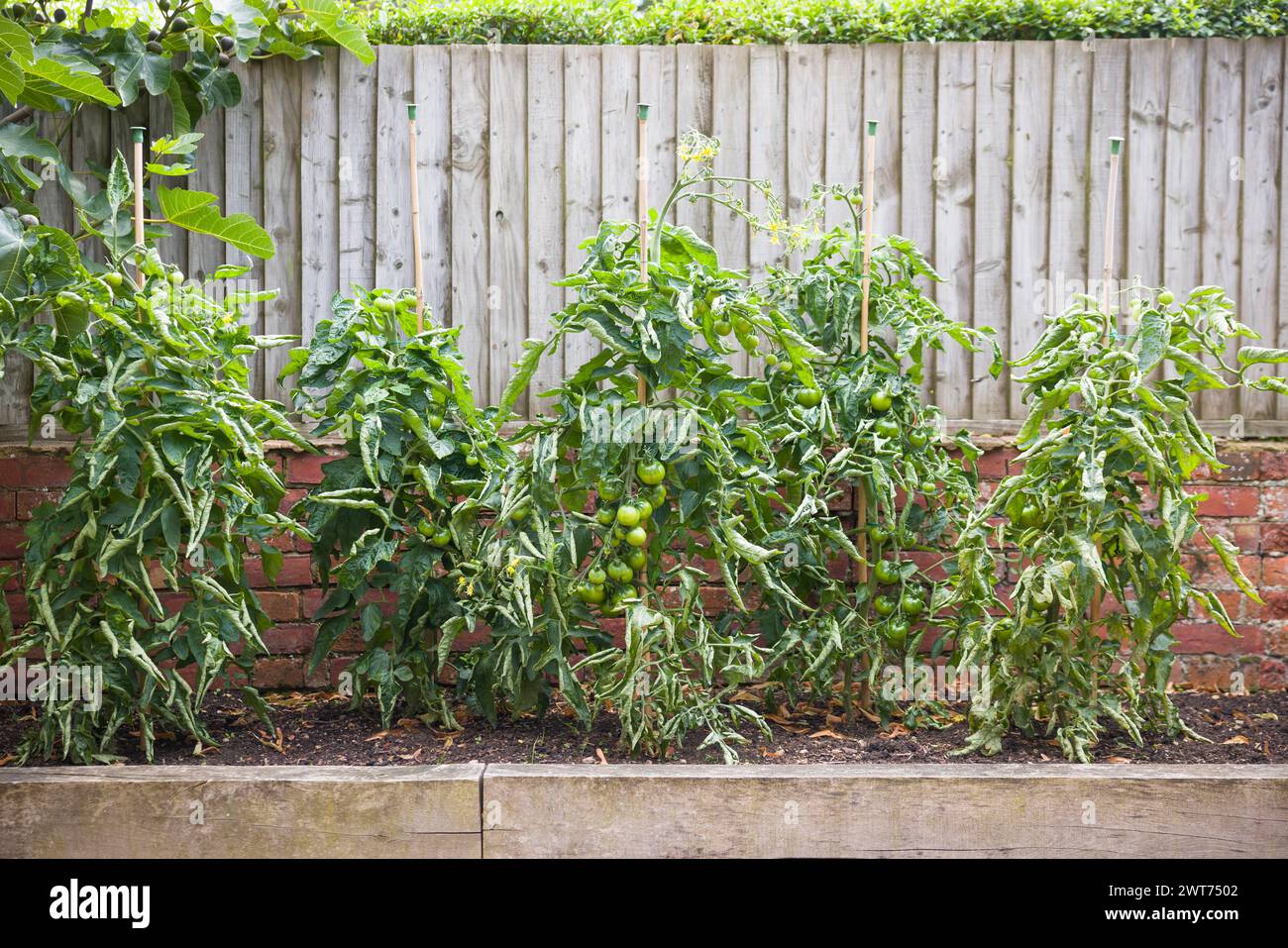 Tomatenpflanzen mit gerollten Blättern in einem Gemüsefleck. Tomatenblatt-Curl, ein häufiges Problem in britischen Gärten. Stockfoto