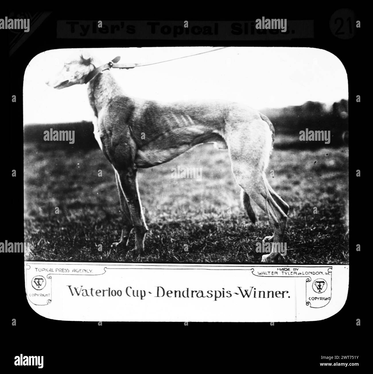 Waterloo Cup - Dendraspis - Gewinner. Walter Tyler Ltd. Magische Laterne Rutsche 1909 Hase Coursing Stockfoto
